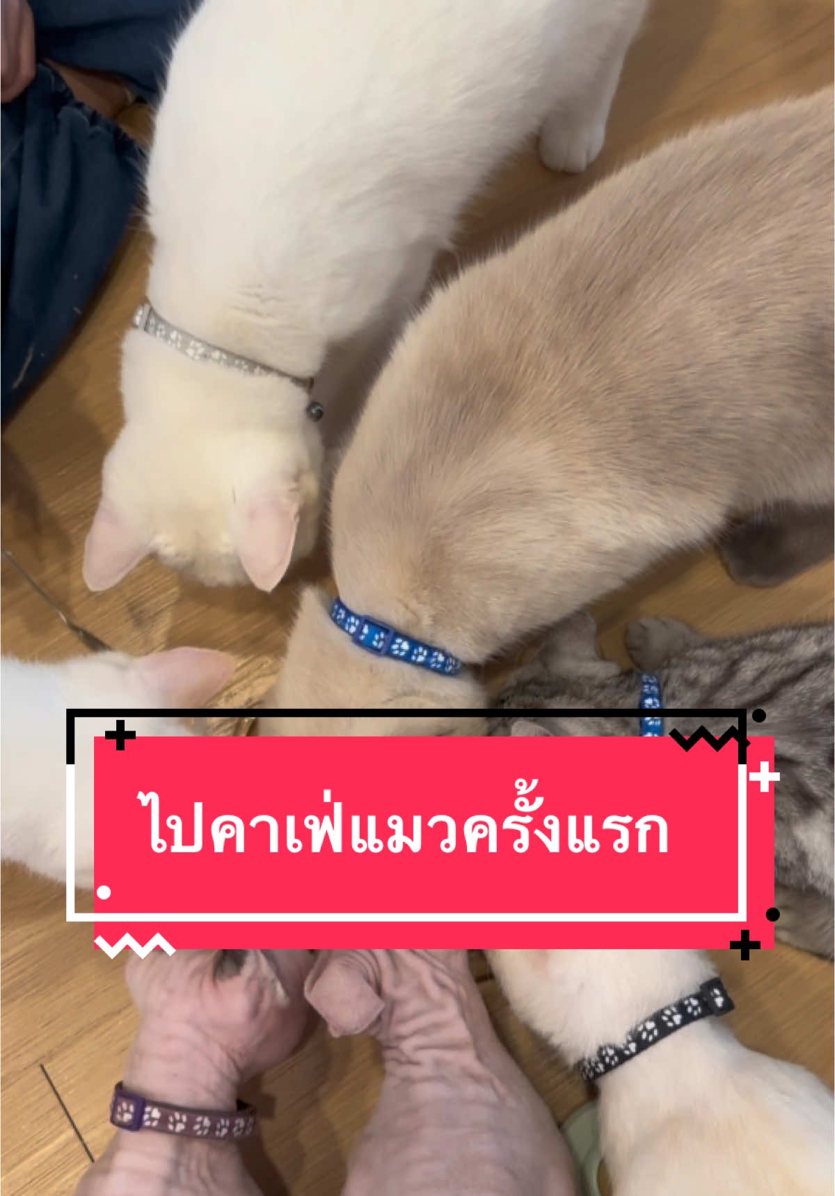 ไปคาเฟ่แมวครั้งแรกของพวกเรา #แม่ฟางจอมพลัง #tiktokfamily #คาเฟ่แมว 