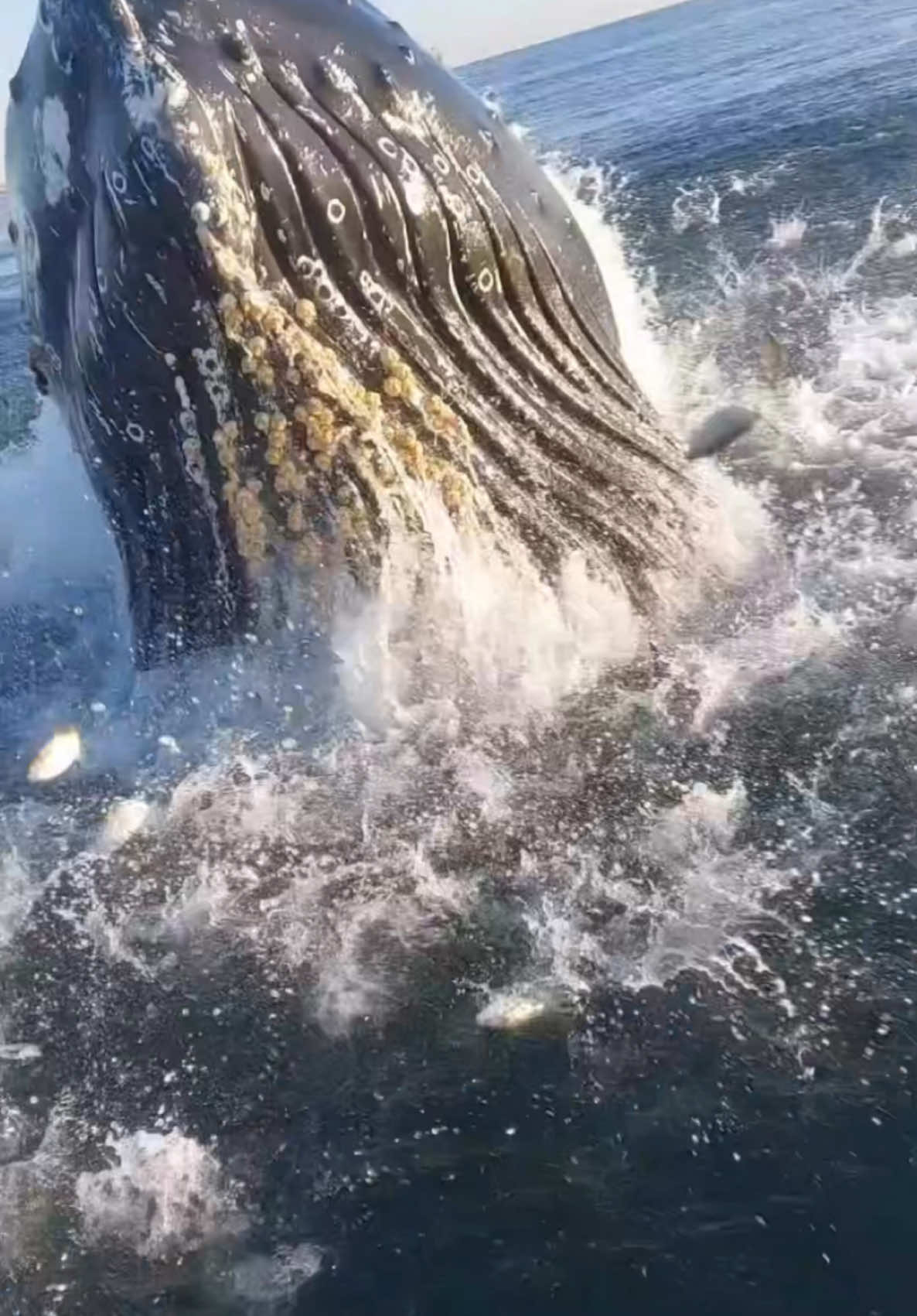 Insanely close call for the fellas in NJ!!! The whale ended up hitting the side of the boat, but don’t worry, they still landed the fish!!  @zachpiller18  @crazyfacecustomrods  Big Fish, Big Waves, Epic Times! Aclassic!!  #fishing #fish #fishinglife #bluewater #nature  #fishingislife #angler #fisherman #fishingtrip #boat #fishingaddict #bigfish  #saltwaterfishing #fishingdaily #fishon #sea #wow #insane #funny 