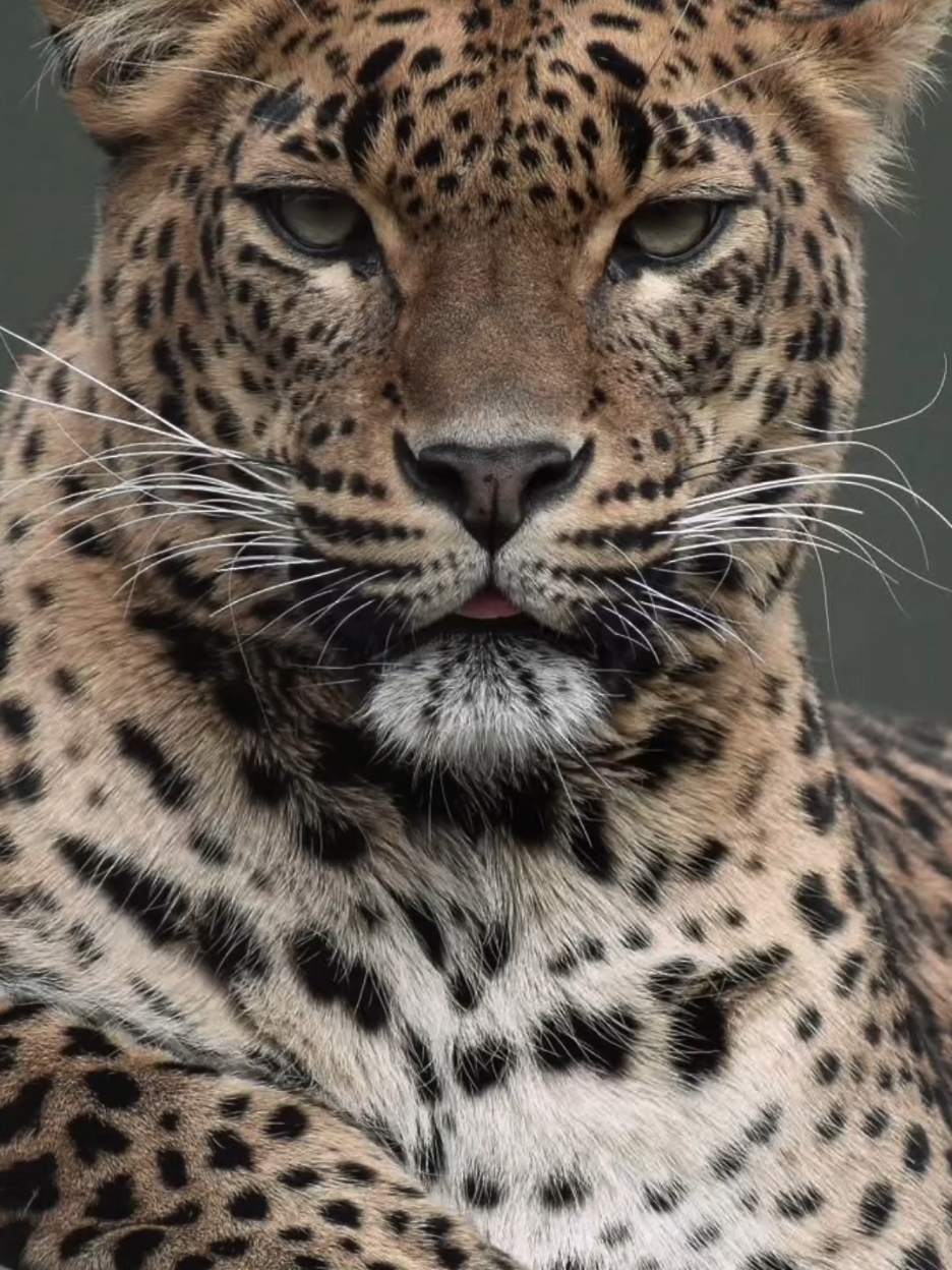 Macan tutul atau harimau bintang ( Panthera pardus ) adalah salah satu dari lima spesies yang masih ada dalam genus Panthera. Ia memiliki bulu pucat kekuningan hingga emas tua dengan bintik-bintik gelap yang membentuk pola seperti mawar . Tubuhnya ramping dan berotot mencapai panjang 92–183 cm (36–72 inci) dengan panjang ekor 66–102 cm (26–40 inci) dan tinggi bahu 60–70 cm (24–28 inci). Jantan biasanya memiliki berat 30,9–72 kg (68–159 lb), dan betina 20,5–43 kg (45–95 lb). #macantutul #fyp 