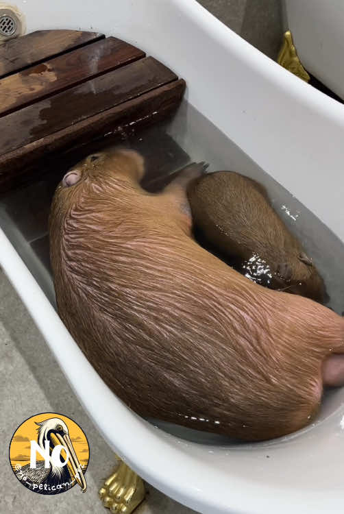 Peaceful parent-child battle in the bathtub🥰 #capybara #carpincho #カピバラ #水豚 #カピ王国 #capybarakingdom #capyokoku #cute #animal #癒し動画 #かわいい動画 #かわいい #capybaralover #Love #アニタッチ東京ドームシティ