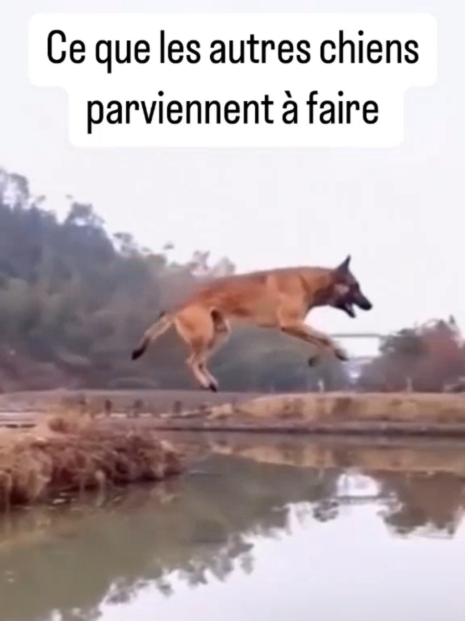 #prank  #FunnyVideos  #lol #veryfunny #viral #tiktokfrance #dog #jump