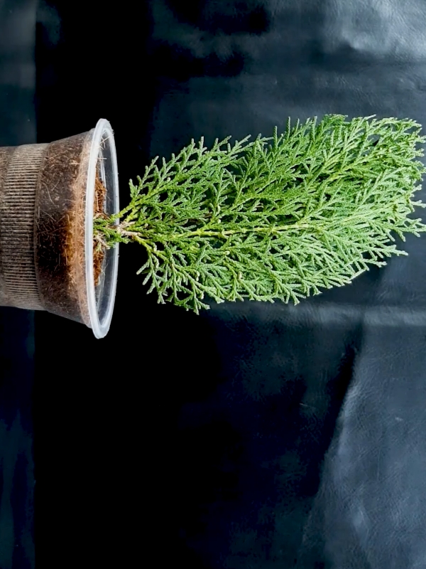 How to Grow Cuttings of Thuja at home #plants #thuja #banana #garden #PlantCare #IndoorPlants  #GreenLiving #PlantLover #PlantAddict  #Gardening #HousePlants  #PlantCommunity #PlantParent  #UrbanJungle  #PlantGoals  #GardenInspiration  #PlantsMakePeopleHappy #NatureLovers  #PlantTherapy #GreenThumb  #PlantCollection #natureathome  #HomeGarden #PlantStyling  #LeafLover  #PlantLife #PlantOfTheDay  #GrowYourOwn #Botanical  #PlantObsessed #PlantGang #Succulents #GreenHome  #PlantDecor  #PlantInspiration #PlantFam #HousePlantClub #IndoorJungle #PlantFriends #HappyPlants  #PlantPower  #GardeningLife  #GoGreen  #FreshPlants #PlantPerfection #PlantVibes #FlowerPower  #EcoFriendly #PlantDaily  #HousePlantHome  #NatureGram  #PlantGoals  #HomeGreenery  #PlantLove 