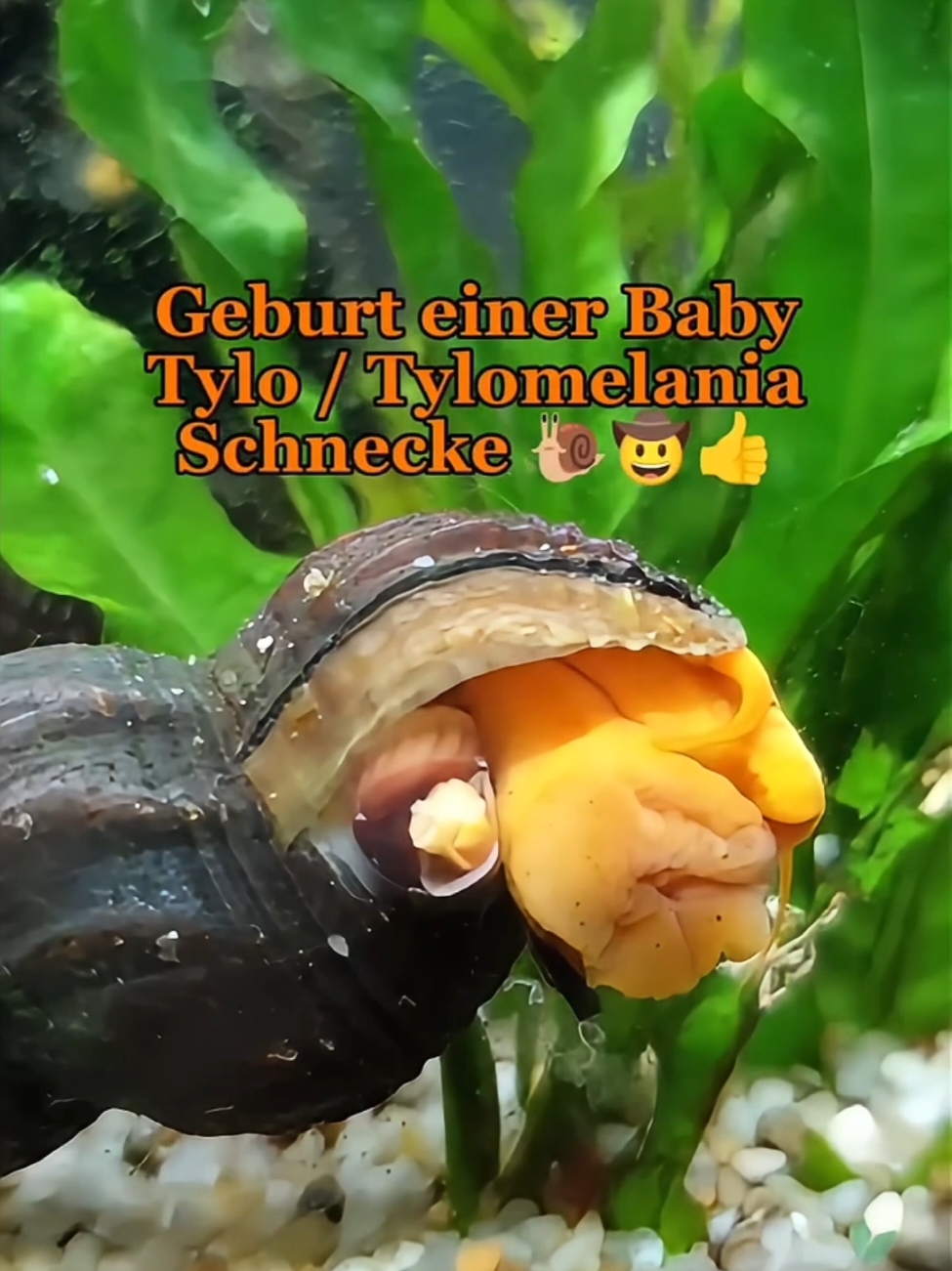 🐌 Geburt einer Baby Tylo / Tylomelania Schnecke Goldene Turmdeckelschnecke | TDS Gold | Tylomelania scalariopas 