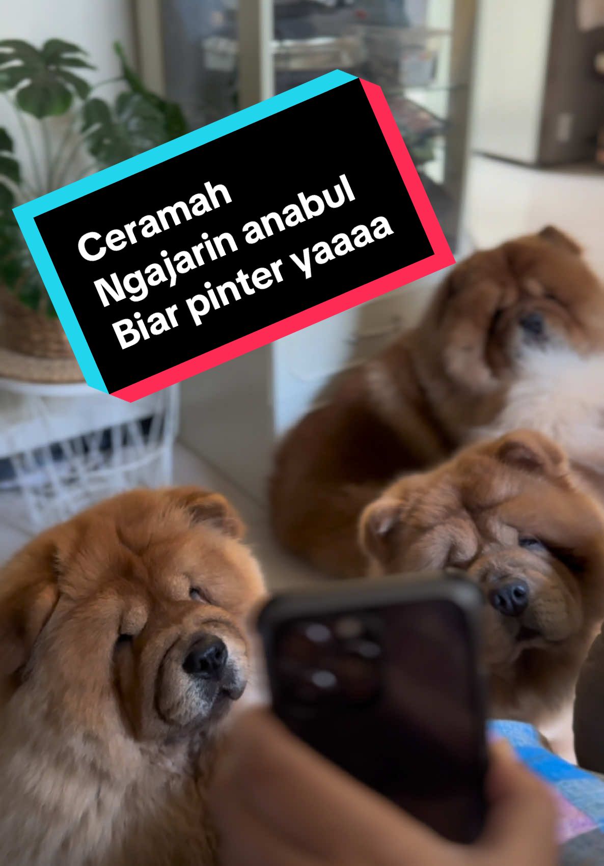 Ekspektasi VS Realita . Lucu lucunya anak bulu… klo habis buat salah.. bisa dibilangin baik baik lho 🤣🤣🤣 mereka ndengerin… tapi ga tau masuk berapa % 😅 . #fendispawcastle #chowchow #chowchowdog #chowchowindonesia #chowchowlover 