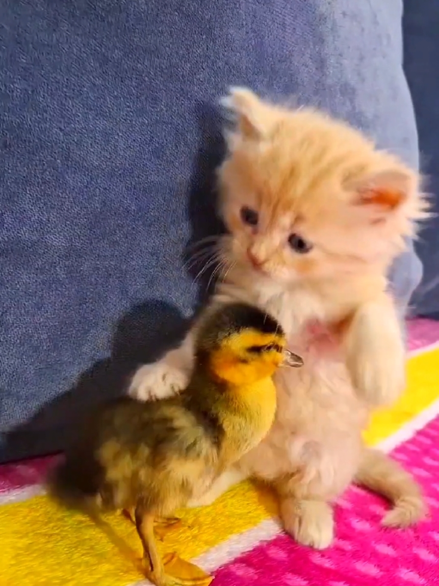 funny kitten with duckling #Kitten_with_duckling_funny  #FunnyAnimals #kitten_funny  #FunnyKittenDuckling #FunnyAnimalDuo  #KittenVsDuckling #funny_animals  #funny_duckling #kittensoftiktok  @Funny animals 