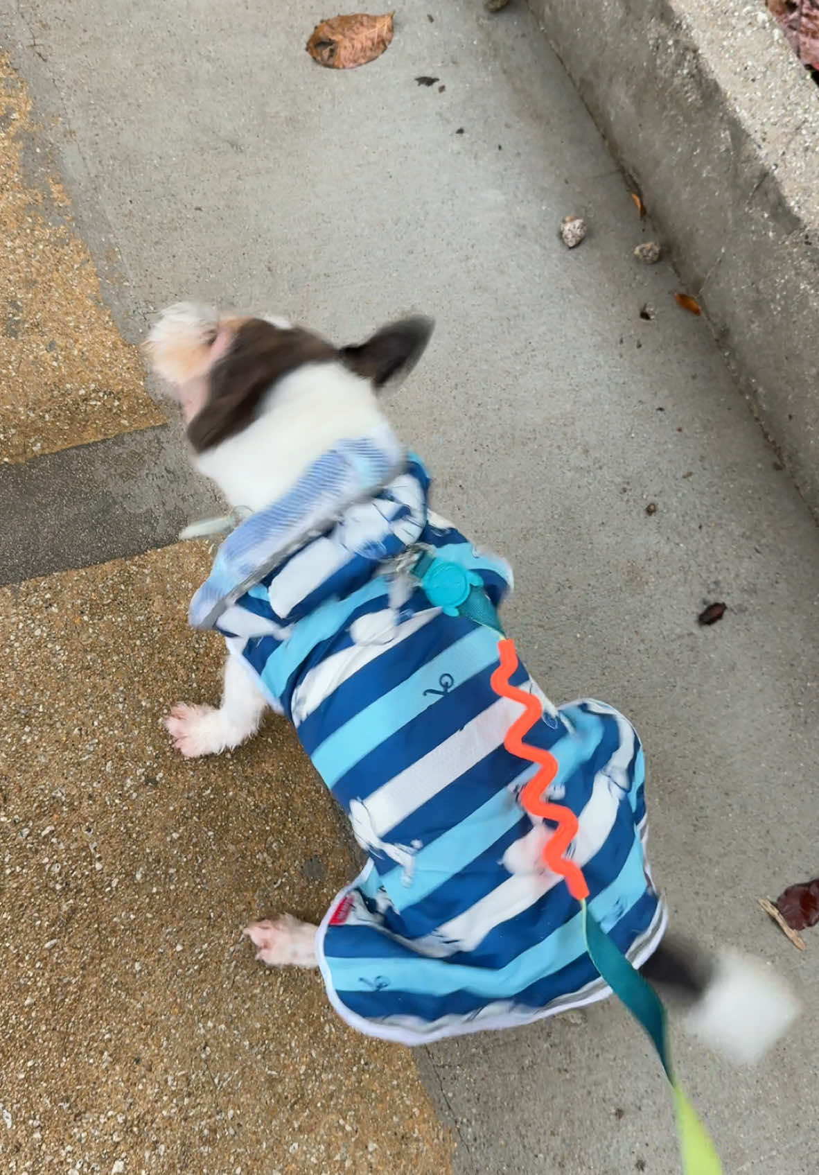 No ☔️ rain is going to stop me pee/poo walkies #doggy #dogmom #dogsoftiktok #cutedog #raincoat 