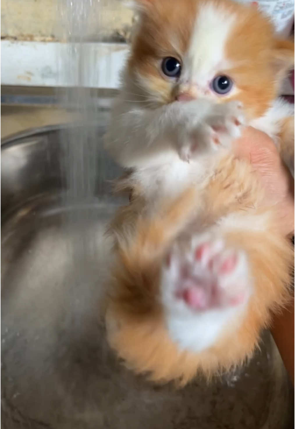 the first time the kitten takes a bath and the second time it takes a bath #cat #kitten #catlover  