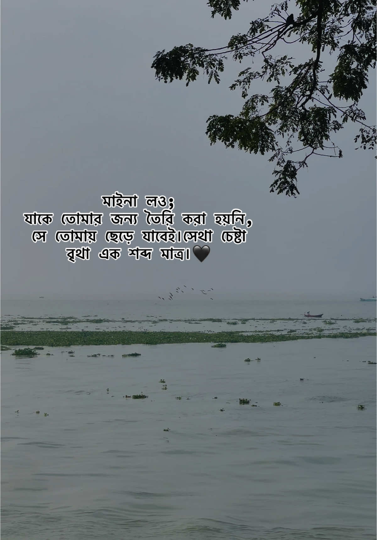 মাইনা লও; যাকে তোমার জন্য তৈরি করা হয়নি, সে তোমায় ছেড়ে যাবেই। সেথা চেষ্টা  বৃথা এক শব্দ মাত্র। 🖤 #fyp #viral #foryou #foryoupages #capcut #lovetowrite #bdtiktokofficial #foryoupage 