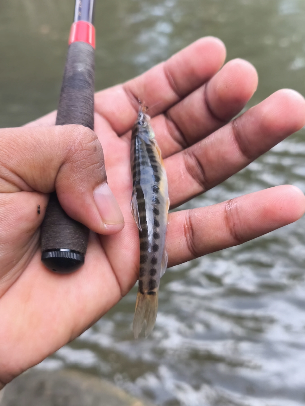 oleh iwak tenggiri cilik😅 #mancingmaniamantap #mancingwader #mancingliar #daiwahinata #microfishingmalang #microfishingindonesia #microfhising #mancingmania 