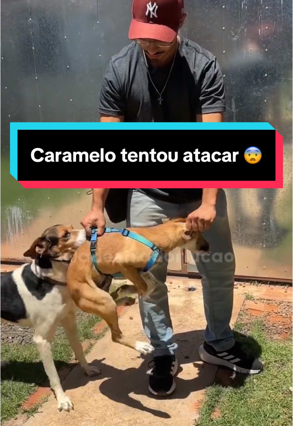 O que você achou desse treinamento? Comenta aqui 👇🏻 #cachorro #cachorro #adestramento #srd #filhote #viralatacaramelo #adestrador #reatividadecanina #obedience 