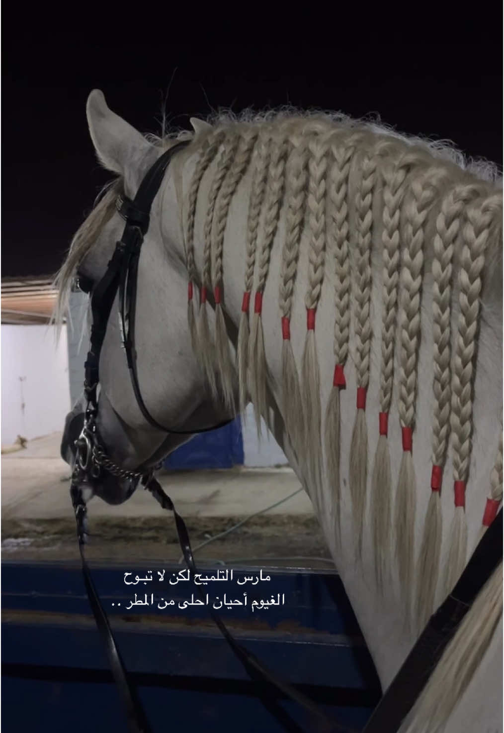 #رواف #خيل #خيل_عربي #اكسسسسسسسسسسسسسبلوررررررررر #تصويري #ترند #خيل_عربي_اصيل #بيت #شعر 