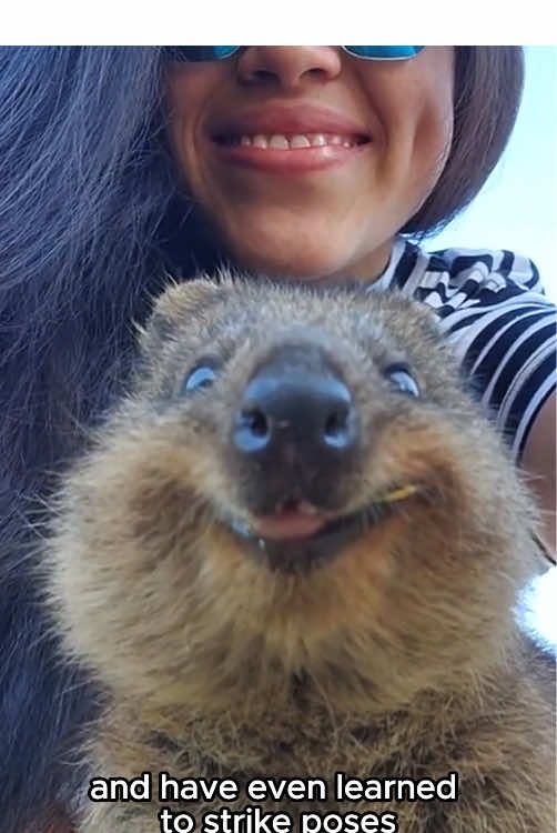 About quokkas#fyp #fouryou #tiktokviral #animals #quokka 