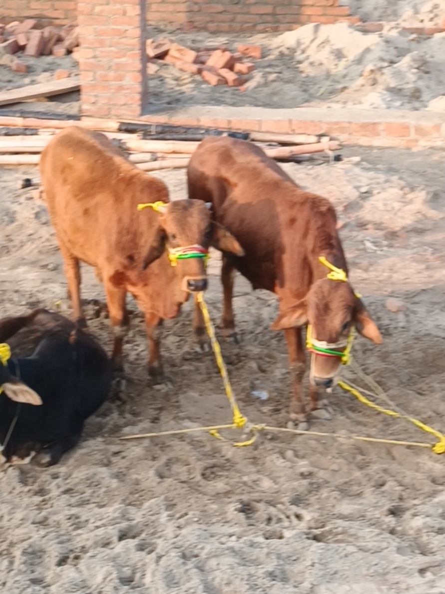 HUSSAIN CATTLE FARMS.  CONSTRUCTION🚧 ONGOING.  GUJRAT🌿 #cattle #punjab#redbull #cattlefarmsinpakistan 