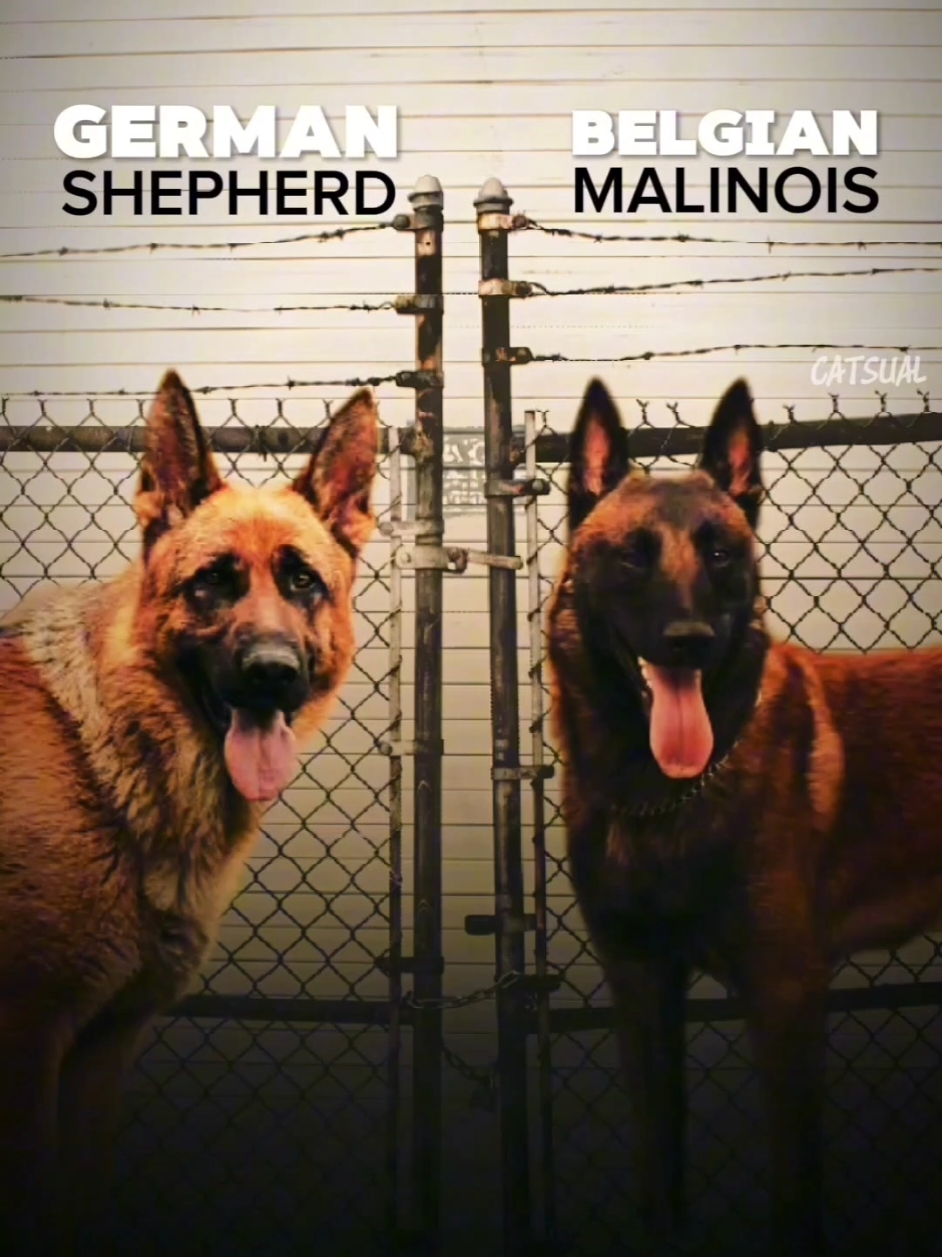 German Shepherd vs. Belgian Malinois: Manakah yang lebih menggonggong dihatimu? #fyp #germanshepherd #belgianmalinois 