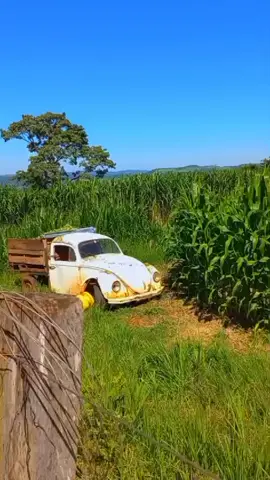 Mais um dia de trabalho no sítio.#bomdia #sitio #amarok #juvinopolis #cascavelpr #fuscabrasil 