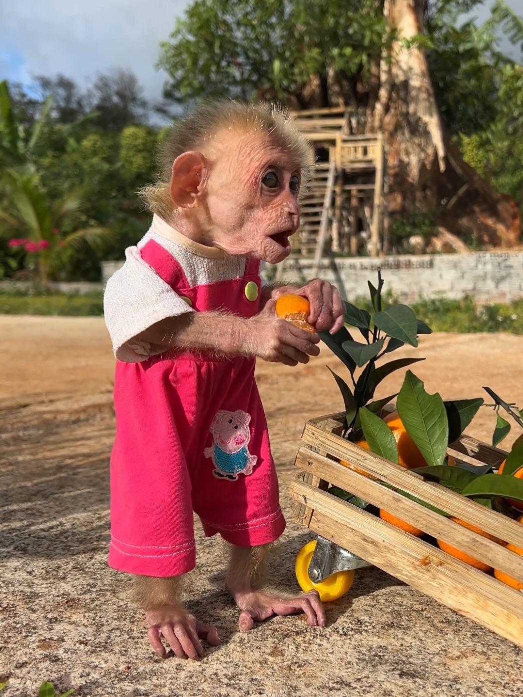 baby monkey moon enjoys fruit after harvest🥰🥰❤️#monkeymoon #monkeycute #babymonkey #monkeysoftiktok 