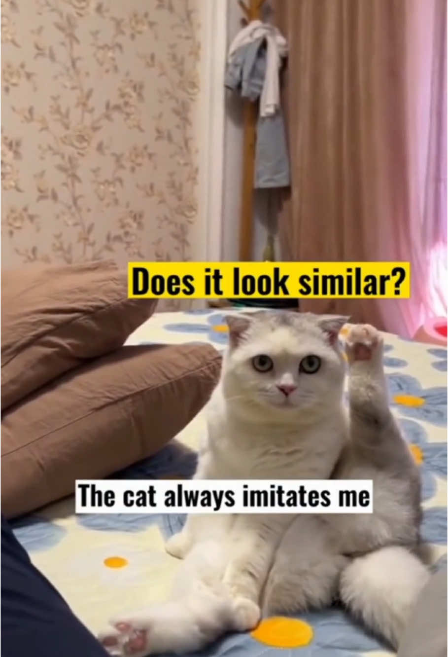 Cat mocks owner#funnycat #catsoftiktok #cat #viralvideo #foryou #fyp #pet #funnymoments