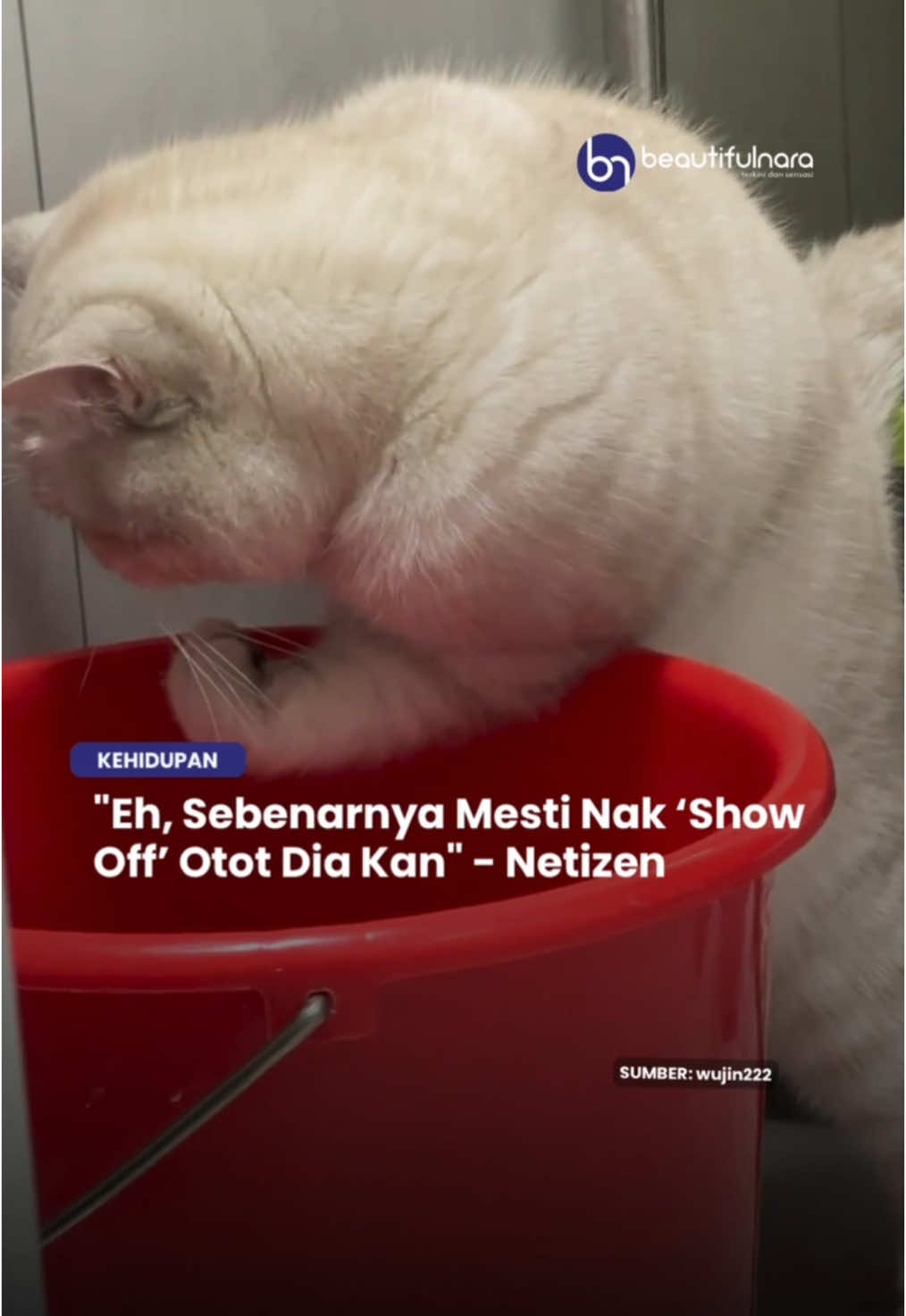 Otot ke lemak tu, Cing? 🤣 #NaraViral #NaraTrending #trendingnewsmalaysia #sembangentertainment #videoviral 