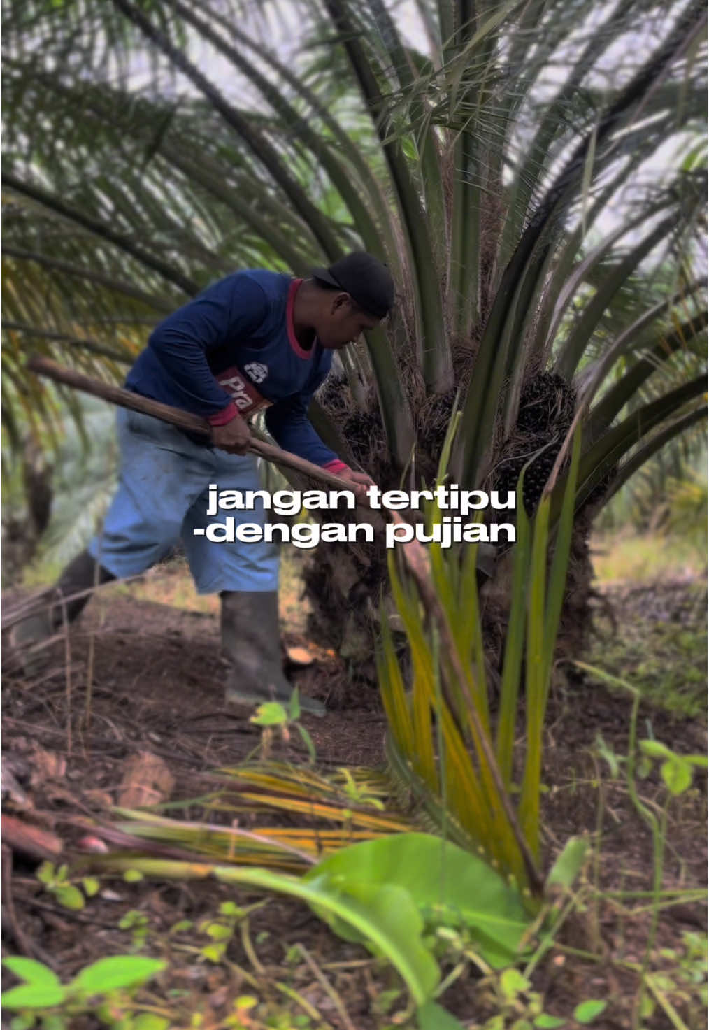 #CapCut Tetap pake ilmu padi💪👍#petanisawit🌴 #ilmupadi🌾 #ilmusawitabangkuh🔥 #sawitontiktok #berkahselalu🤲😇💕 