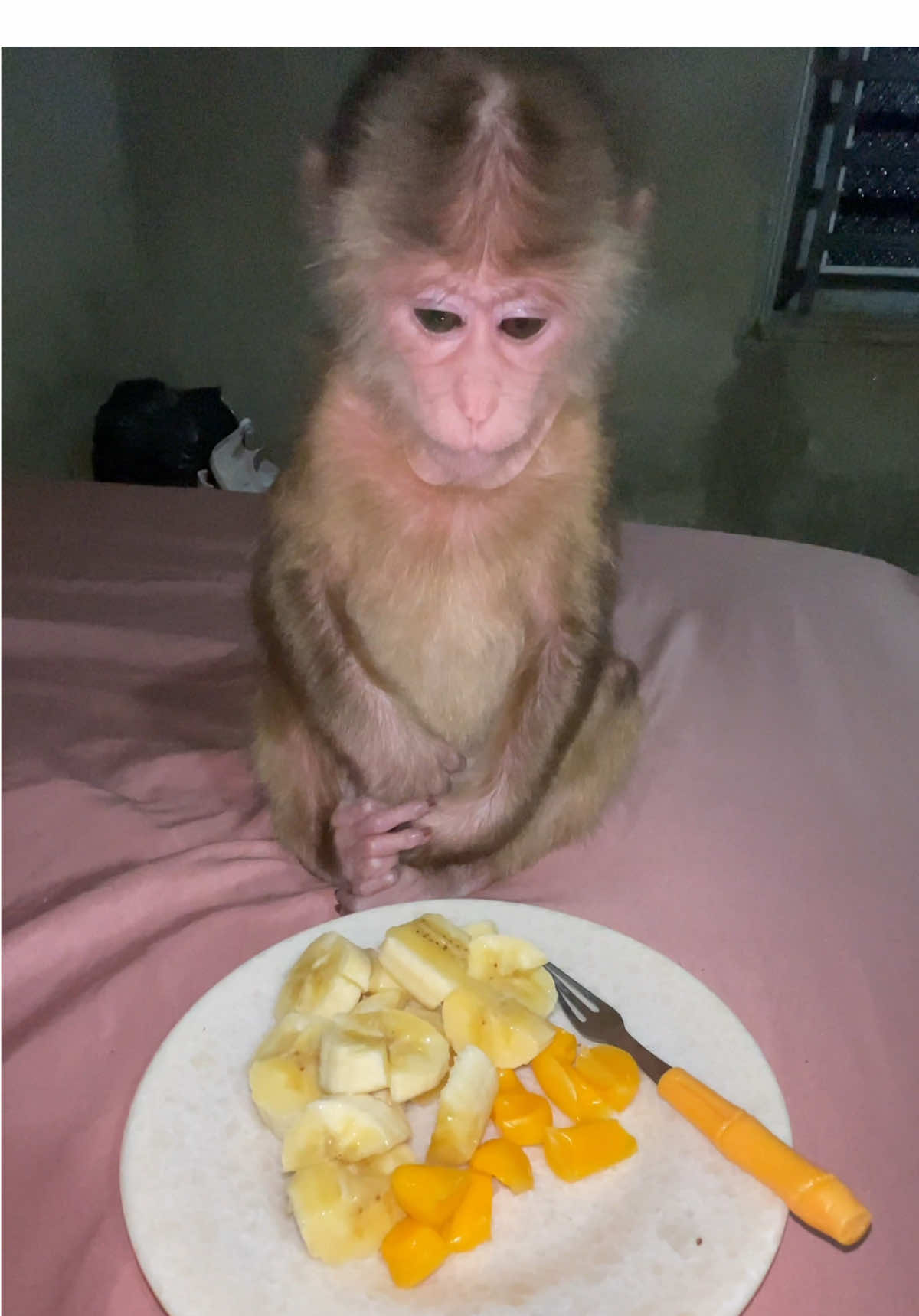 Delicious dinner#monkey #monkeydluffy #monkeycute #monkeybaby #animals #xuhuong #xuhuongtiktok #xuhướng 