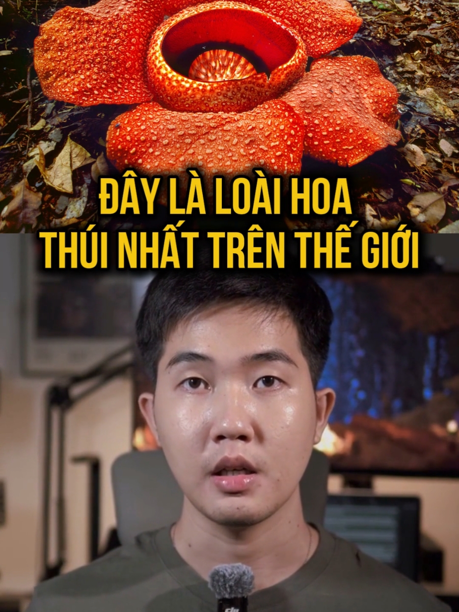 VN có hoa này không tả? 🤔 #caocuongvu #vulaci #LearnOnTikTok #hoccungtiktok