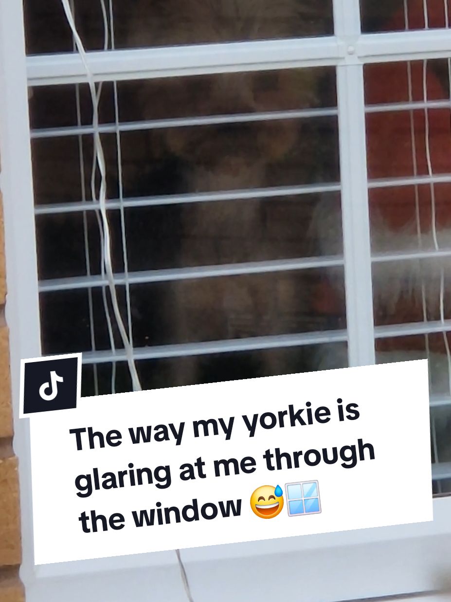 The way she's glaring at me 😅 She loves it at my mums house because she plays with the other dogs, but she just hates me going anywhere without her 🤦‍♀️😅 #yorkiemum #yorkiemommy #yorkieterriertiktok #yorkieterriers #yorkshireterrier #yorkiemummy #yorkiemom #yorkshireterriers #dogtok #yorkie #yorkies 