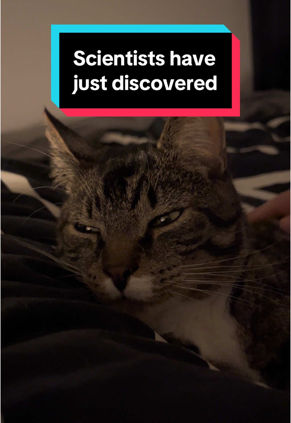 #catsoftiktok #cats #PetsOfTikTok #catfyp 