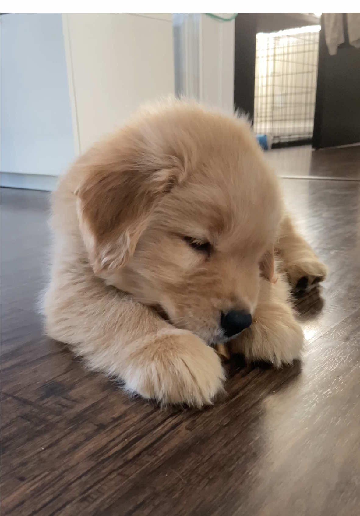 Baby Wally 🥹 #goldenretriever #puppy #goldenretrieverpuppy #dogs 