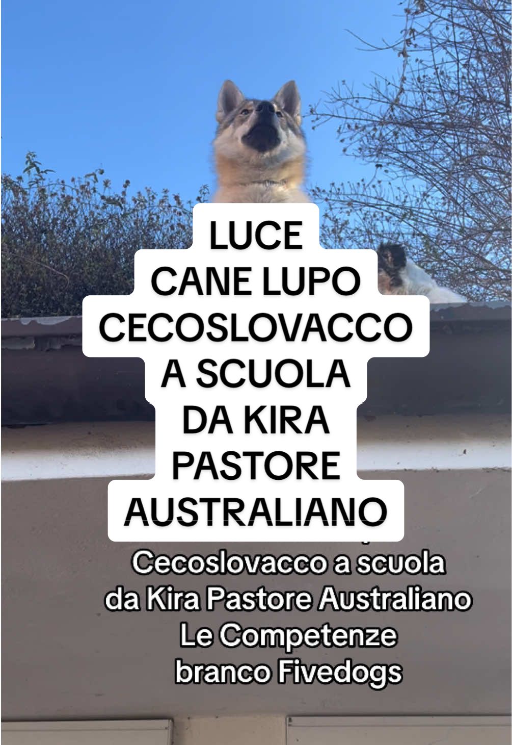 Luce cane lupo cecoslovacco a scuola da Kira Pastore Australiano del branco fivedogsandfolco qui CASA #luce #canelupocecoslovacco #canelupo #clc #scuola #kira #pastoreaustraliano #branco #fivedogsandfolco #casa 