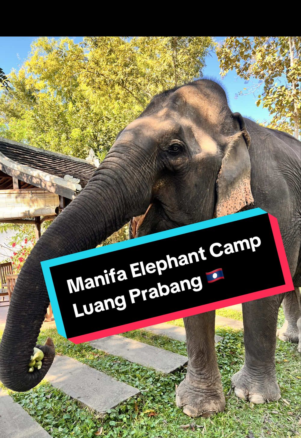 A day with elephants at Manifa Elephant Camp in Luang Prabang, Laos A day we’ll never forget! 🐘 #laos #luangprabang #elephant #elephantcamp #makingmemories 