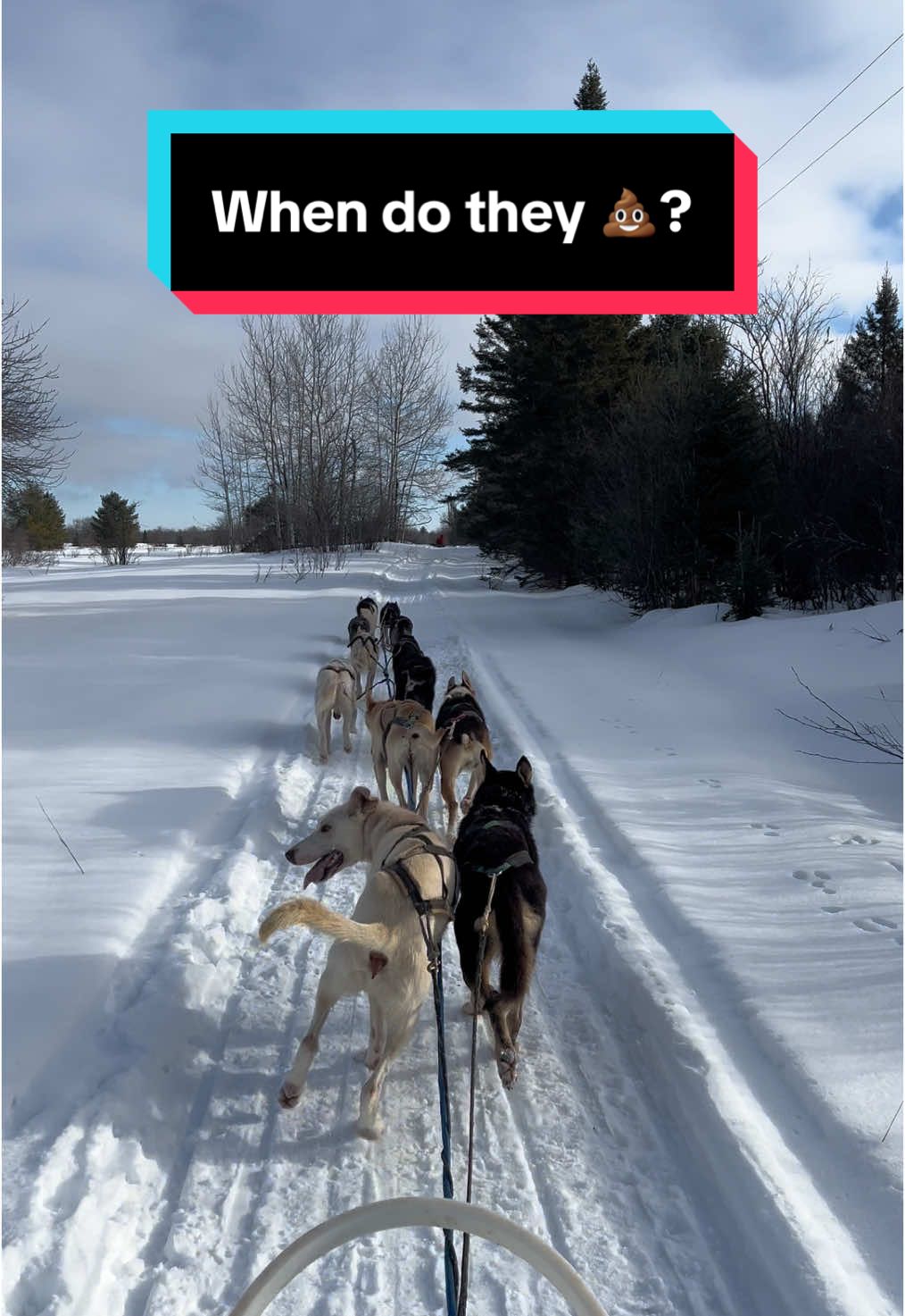 Replying to @TacoBeagle Just like horses haha #dogtok #sleddogs #musher #mushing #workingdog #dogpoweredsports #dogsport #alaskanhusky #husky #dogsledding 