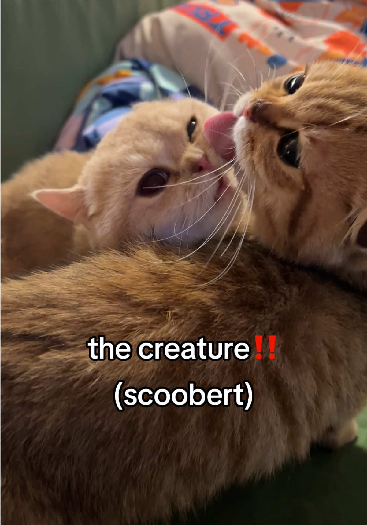 LOOK i know theyre brothers but its so funny to see them kiss #fyppppppppppppppppppppppp #kitten #catsoftiktok #scoobertdoobert #fypシ゚viral 