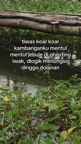 jiann dlajik tenan iwak e🗿 #storymancing #mancing #mancingliar #mancingmania #microfishing #mancingmaniamantap #fypmancing #foryoupage #masukberanda #angler 