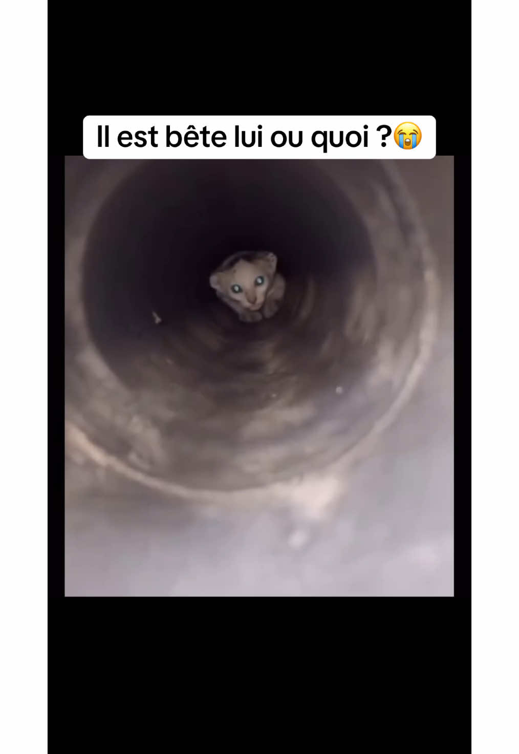 Il a cherché aussi 🤦🏻‍♂️ #humour #chat #pov 