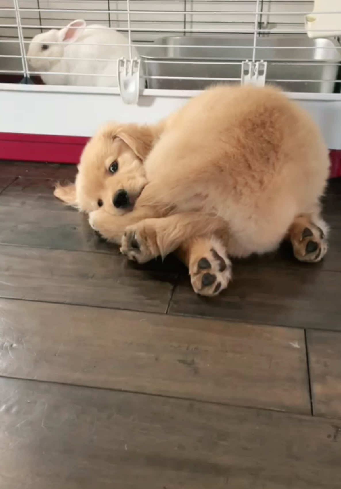 Somebody call for some help! Shadow seems to be stuck 😂. #goldenretriever #goldenretrieverpuppy #goldensoftiktok #puppydog #puppy #puppylove #goldenretrieverlife #puppylife #viralvideo #fyp #fypシ #dog 