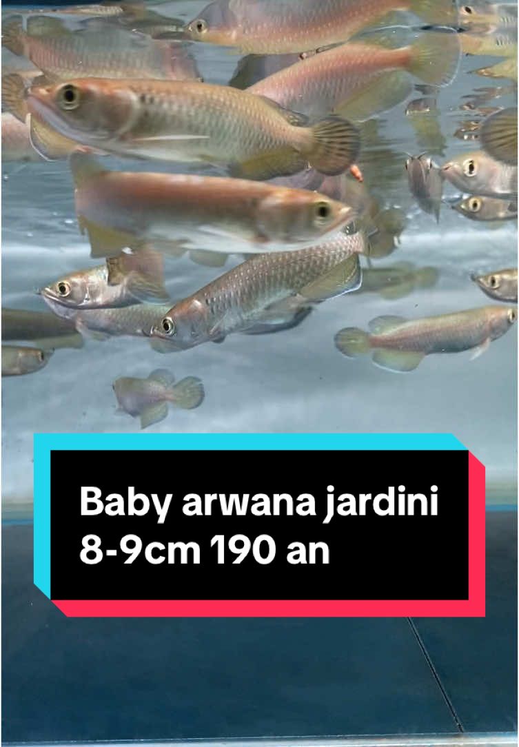 Baby arwana jardini 8-9cm murmer abis #arwana #arwanaindonesia #arwanafish #fyp #fyppppppppppppppppppppppp 