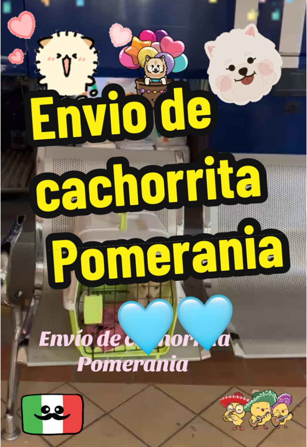 #mexico🇲🇽 #parati #viral #perros #cachorrofeliz #mascotas #pomeraniamexico🐶 #pomeranianpuppy #pomeranianlove #pomeraniamexico #pomeraniandogs #pomeraniansoftiktok 