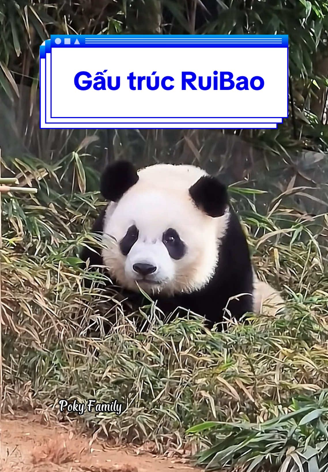 RuiBao: mỗi khi sản xuất khoai, đã lịch sự đi vào chỗ kín đáo, rùi mà mấy bả soi suốt ngày ~ Chả cho gấu tí riêng tư nào cả~ có lịch sự ko 🥲 #RuiBaoHuiBao #Fubaofamily #Baofamilyinkorea #gấutrúc #panda