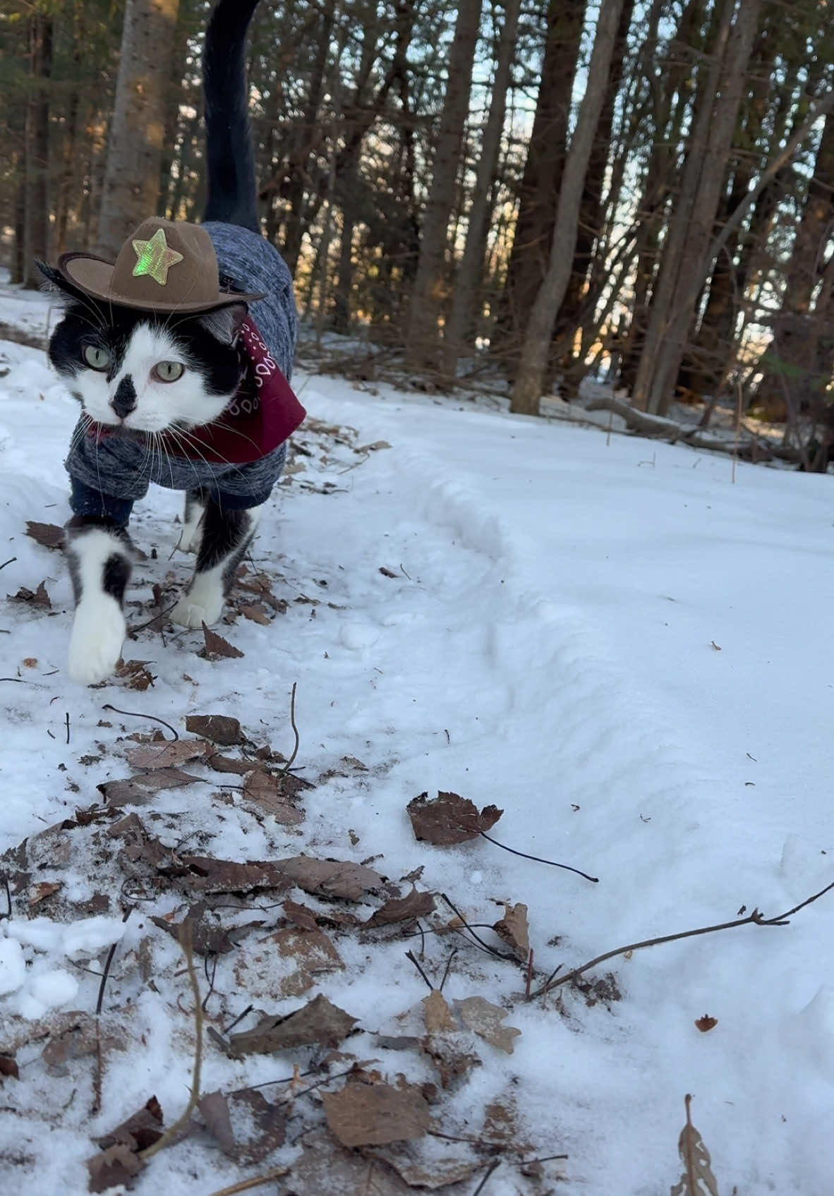 Meowdy purrtners. I don’t think the snow passed inspection 🧐. Jack Spicer is not a fan of things covering over his hay crop. If you like Spicer’s content please consider subscribing to his Patreon 😊 link is in bio. #cat #cattok #catlovers #cats #tuxedocat #kitty #kittycat #catvideos #catsoftiktok #cutecat #catwalk 