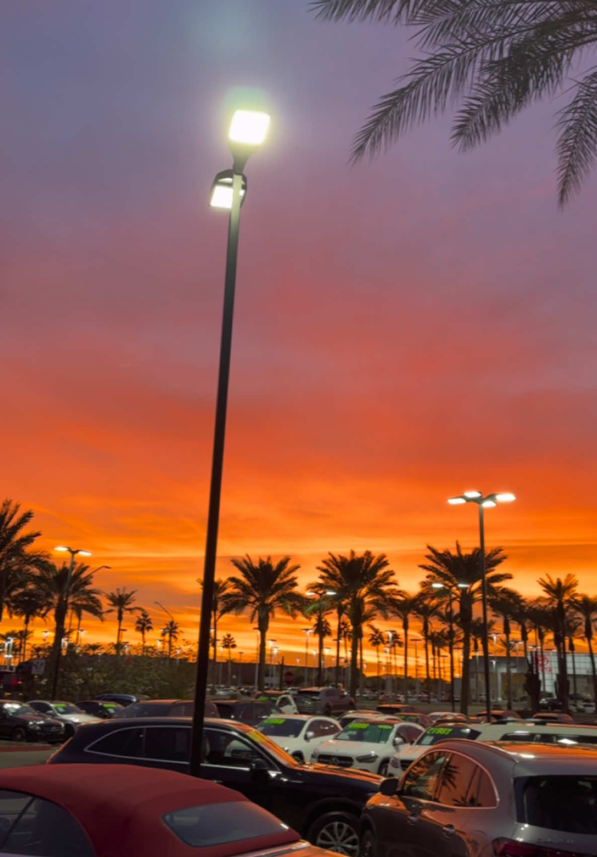 #Arizona #phoenix #gilbert #sunset #nature #palmtrees #mercedesbenz  #workviews #views #blessed 