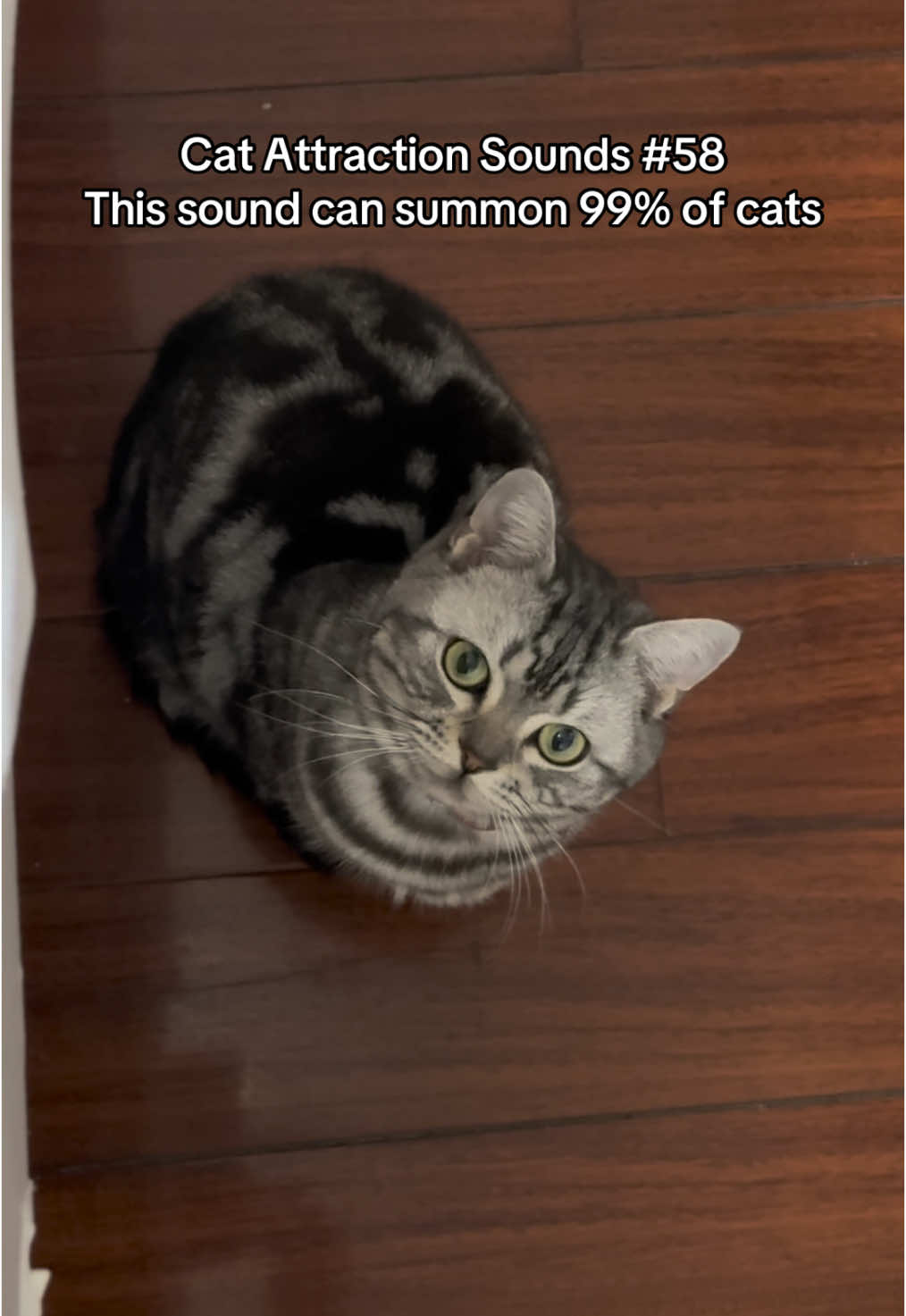 Did your cat react to this sound?😺🎵 #catsoftiktok #catsounds #catsong #meow #catnoises #catcalling #catreaction #kitty #creatorsearchinsights 