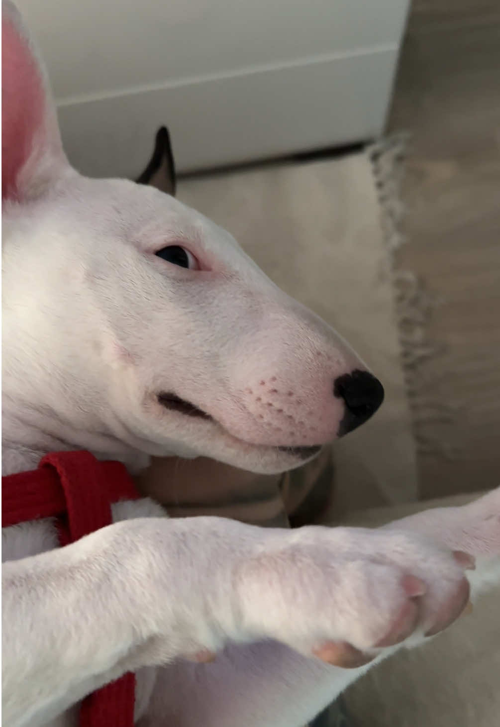 мікрошлею кому? #sheislucifer #dogsoftiktok #grow #growup #3months #9months #puppy #puppylove #bullterrier #minibull #memory #memories #fyp #mydog #minibullterrier #miniature #miniaturebullterrier #ukraine 