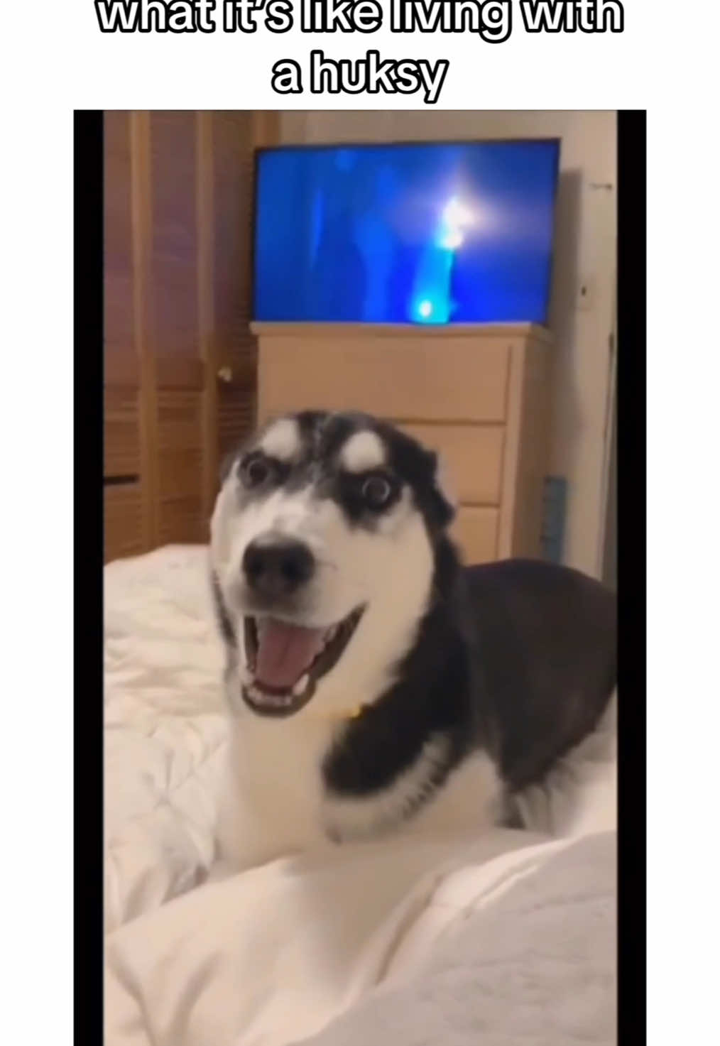 how dare you not let me bite you #creatorsearchinsights #husky #huskies #siberianhusky #PetsOfTikTok #dogsoftiktok #brownhusky #cutehusky #cutedog #cutedogs #puppiesoftiktok #huskiesoftiktok #dog #dogvideos #cutepuppy #huskylife #cutehuskies 