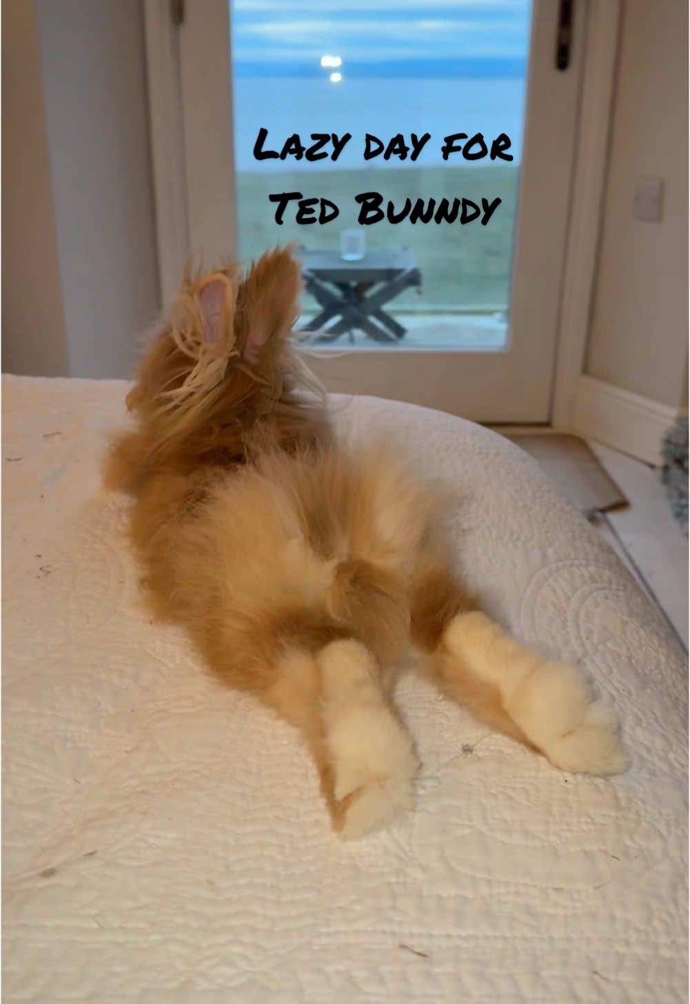 Chilled day for Ted Bunndy  🐇  #bunny #rabbitsoftiktok #rabbit #tiktokrabbit #rabbits #cuterabbits #cuterabbits🐰 #cutebunny #lionheadbunny #lionheadrabbit #DoubleLionheadRabbit #HappyBunny #RabbitZoomies #BunnyLife #FluffyBunnyFun #PetRabbitAdventures #BedZoomies #EnergeticBun #BunnyCuteness #FurryFriendFun #RabbitMoments #BunnyMadness #HopToIt #FluffyFrenzy