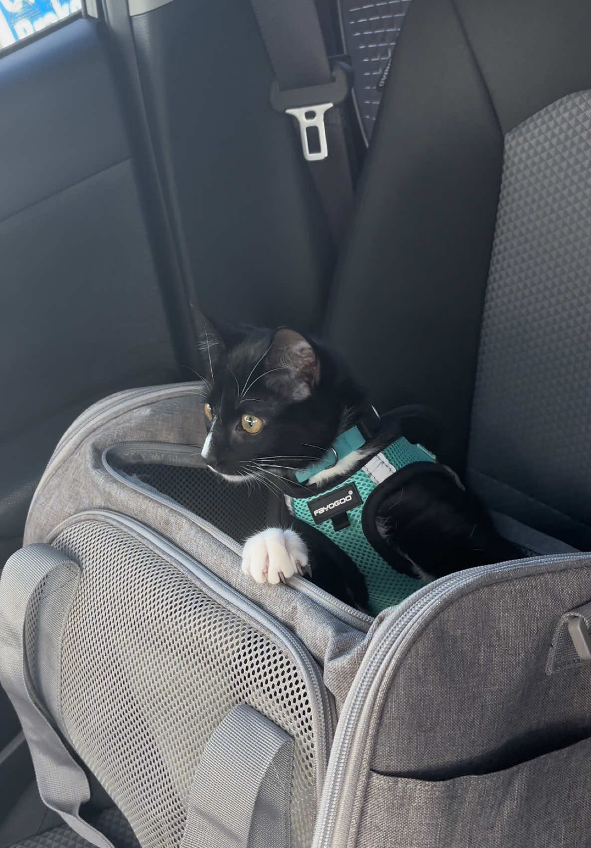 Laszlo first time at the car wash ! #kitty #kitten 