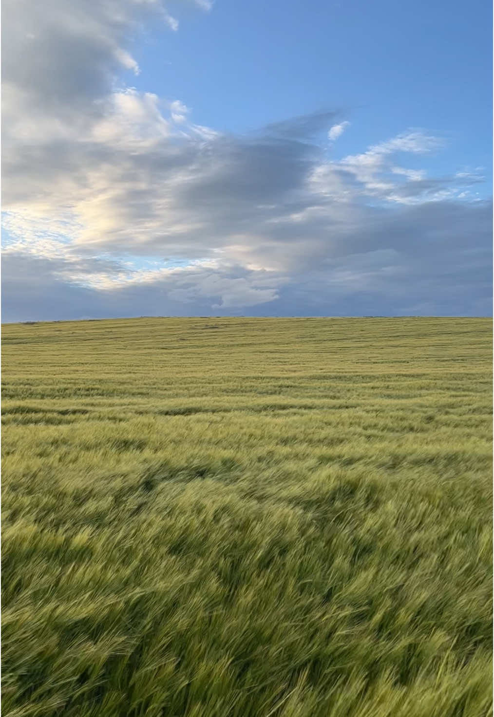 The grass isnt always greener  #nature #dusk #sunset #calm #peace #countryside #alone #solitude #fyp 