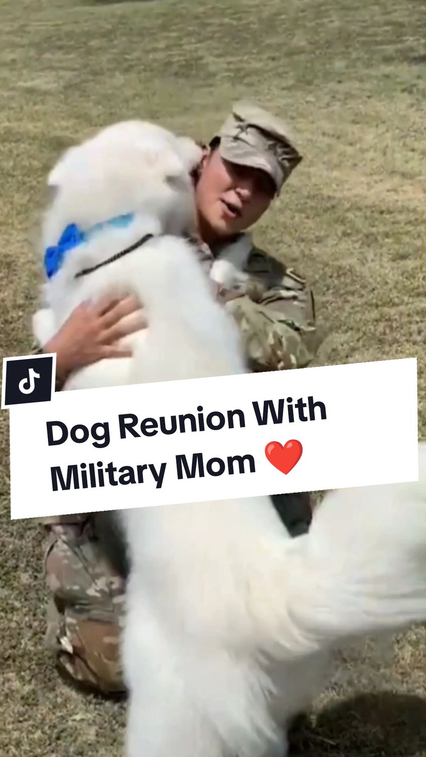 Dogs Happily Reunited With Their Military Dad & Mom 😍❤️ #dog #dogsoftiktok #doggo #doglover #dogtok #dogs #reunion #reunited #owner #military #soldier #dad #mom #heartwarming #wholesome #emotional #fyp #foryoupage #fypシ 