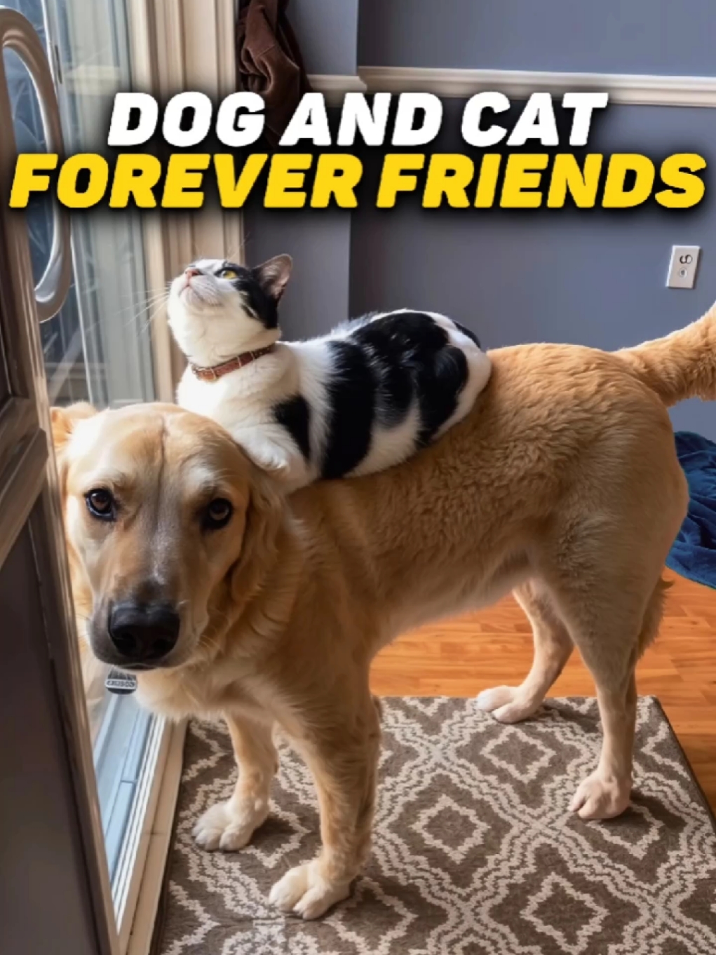 Dog and Cat Forever Friends | Compilation | #dog  #petscompilation 