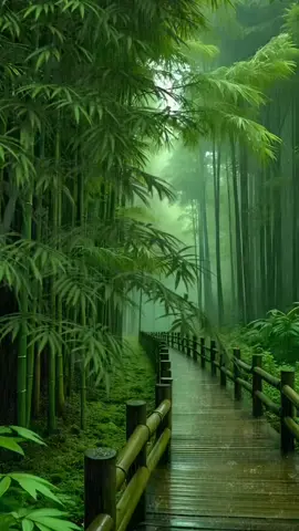 Rain forest 🌧️ 🌧️ #rainy #raindrop #rainsounds #piano #rainyvibes #forest #green #bamboo #asia #calming #shooting #relax #edit #explore #video #videoviral #tiktokviral #viral_video #shorts #reels 