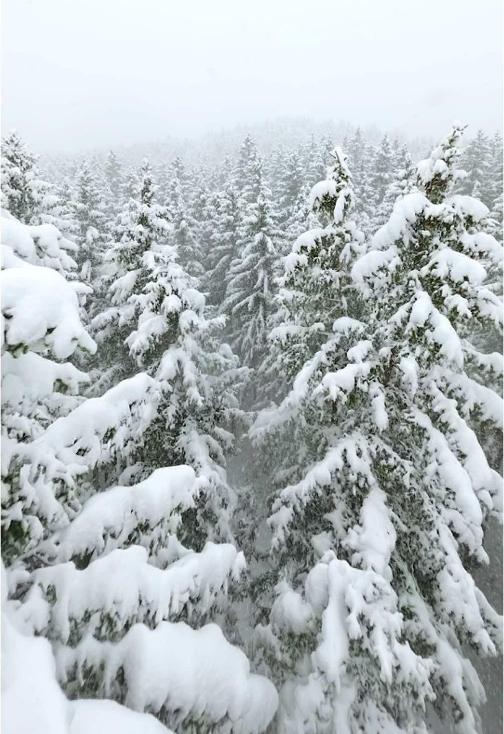 This might be my favorite place in the entire world ❄️🌲 Would you go into the forest when it’s snowing, or rather stay inside somewhere cozy?